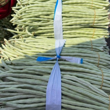 秋季白豆角马上大量上市了，欢迎量大的老板档口合作