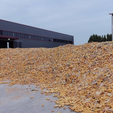 大量出售春播玉米