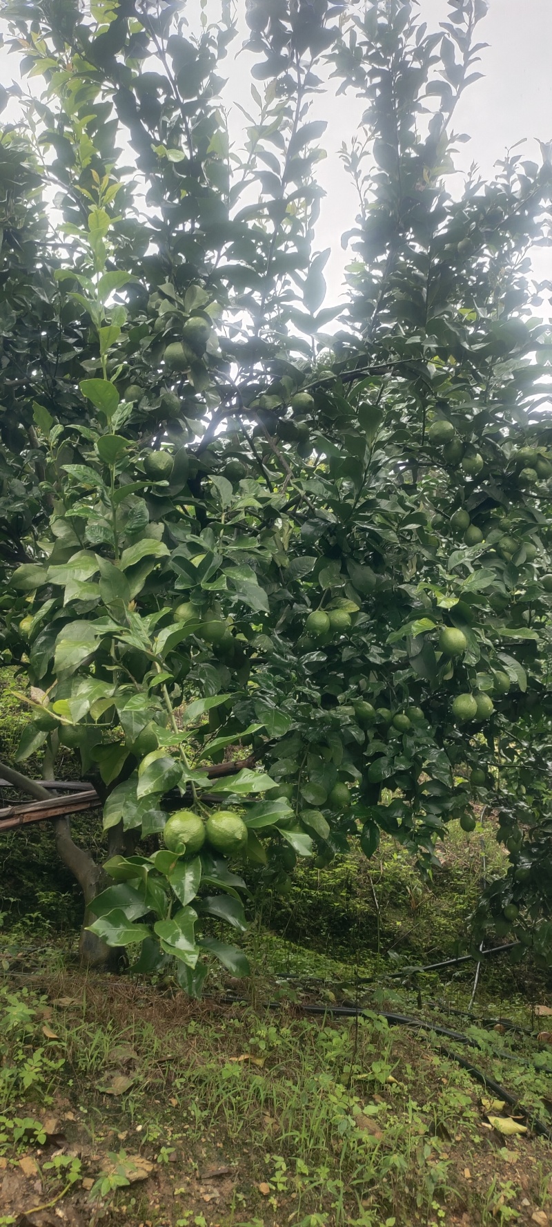 云南柠檬新鲜上市，货量充足，视频看货全国发货对接市场商超