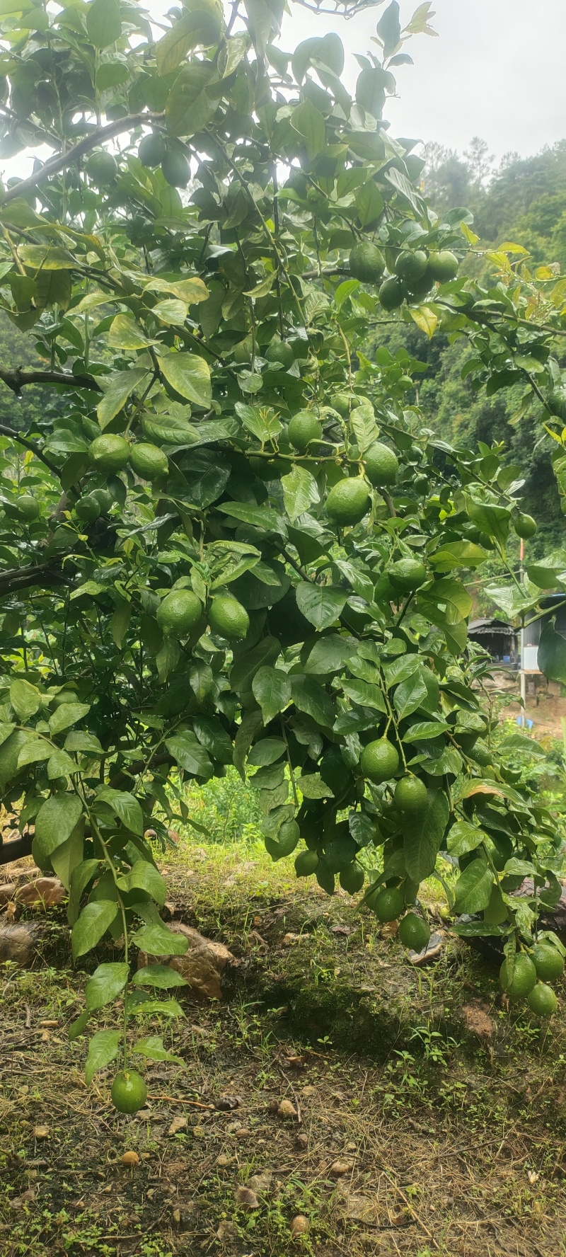 云南柠檬新鲜上市，货量充足，视频看货全国发货对接市场商超