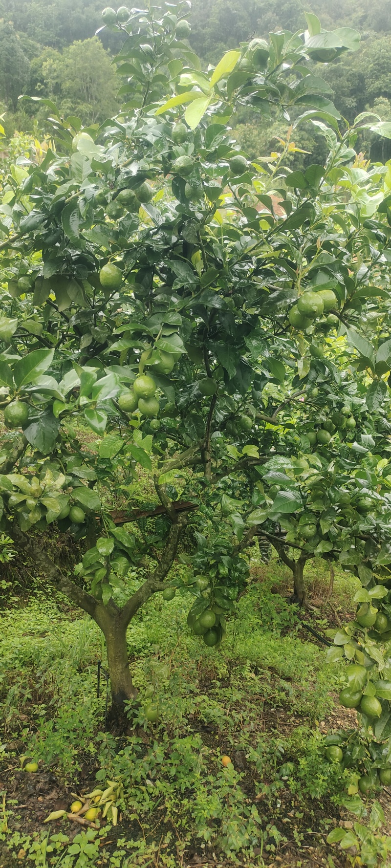 云南柠檬新鲜上市，货量充足，视频看货全国发货对接市场商超