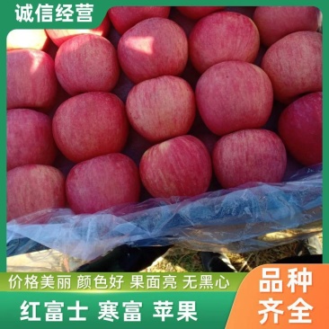 寒富苹果基地直发新鲜采摘一手货源欢迎致电