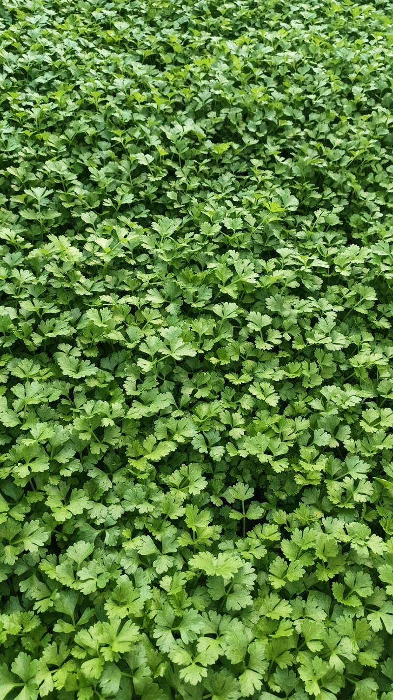 法国皇后芹菜苗