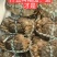 【养殖基地直供】江苏大闸蟹/公蟹蟹黄饱满欢迎来电洽谈