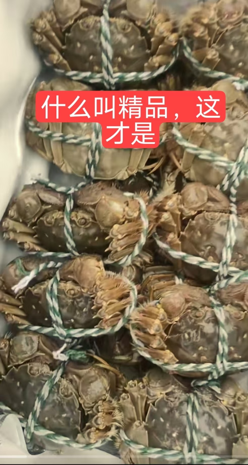 【养殖基地直供】江苏大闸蟹/公蟹蟹黄饱满欢迎来电洽谈