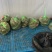 【养殖基地直供】江苏大闸蟹/公蟹蟹黄饱满欢迎来电洽谈