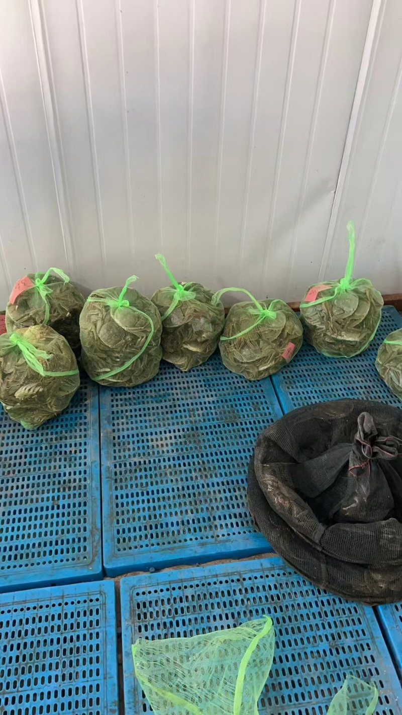 【养殖基地直供】江苏大闸蟹/公蟹蟹黄饱满欢迎来电洽谈