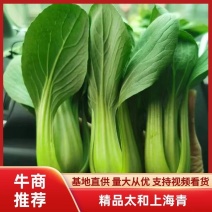 太和县万亩精品上海青种植基地优选直供，上货快，服务周到