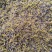 葛根花中药材500g葛藤花葛花茶干净精选花茶醒酒汤