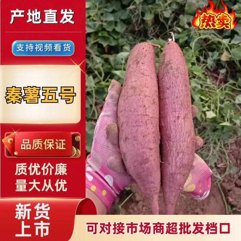 山西运城板栗红薯，秦薯五号，表面光泽，干面无丝，供大小客
