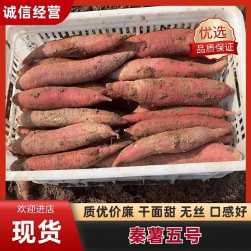 秦薯五号，地窖货，一指香板栗薯，干面甜，无丝，口感好