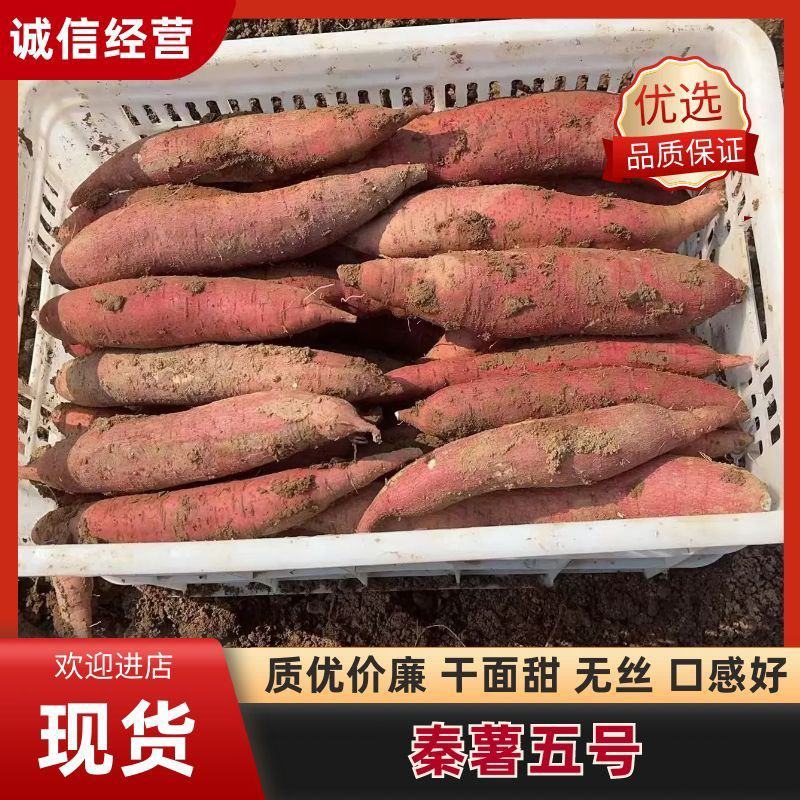 秦薯五号，地窖货，一指香板栗薯，干面甜，无丝，口感好