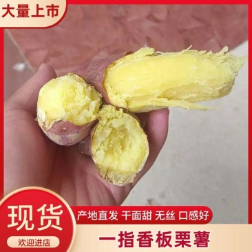 一指香板栗薯，山西运城盐湖区，秦薯五号，干面无丝甜