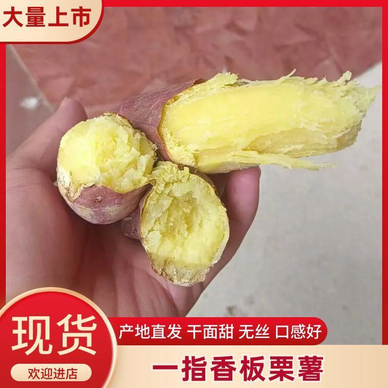 一指香板栗薯，山西运城盐湖区，秦薯五号，干面无丝甜