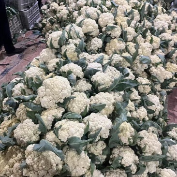 花菜大量现货要联系老板发财菜花大量入库开始了要联系