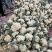 花菜大量现货要联系老板发财菜花大量入库开始了要联系