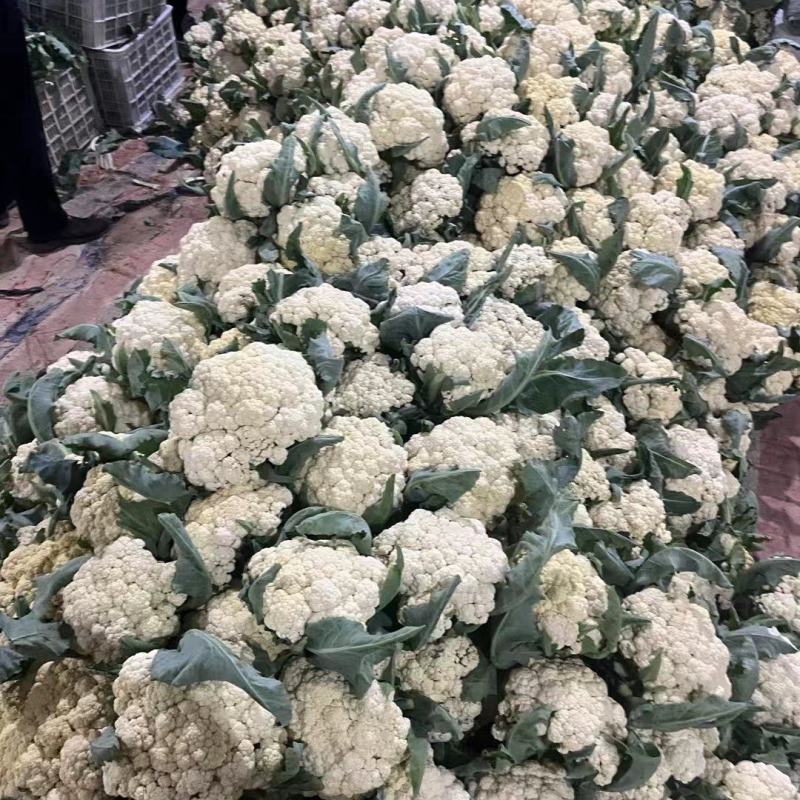 花菜大量现货要联系老板发财菜花大量入库开始了要联系