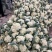 花菜大量现货要联系老板发财菜花大量入库开始了要联系