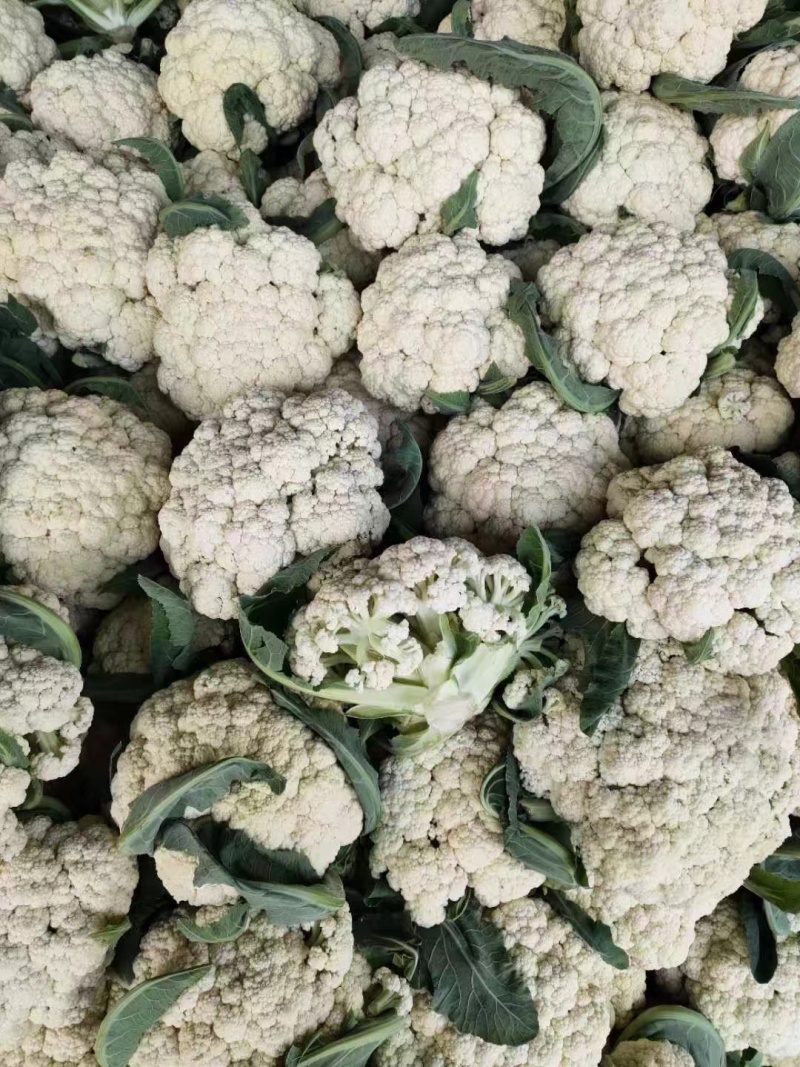 花菜大量现货要联系老板发财菜花大量入库开始了要联系