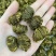 精选珍虫石斛