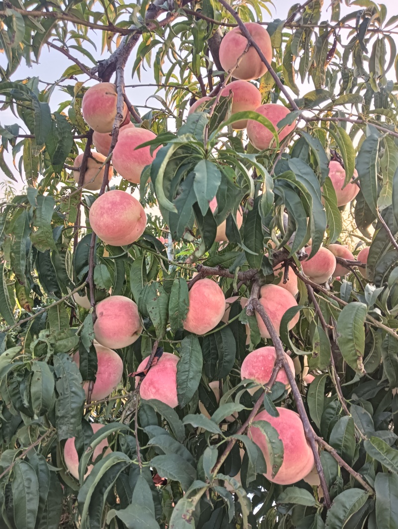 金秋红蜜
