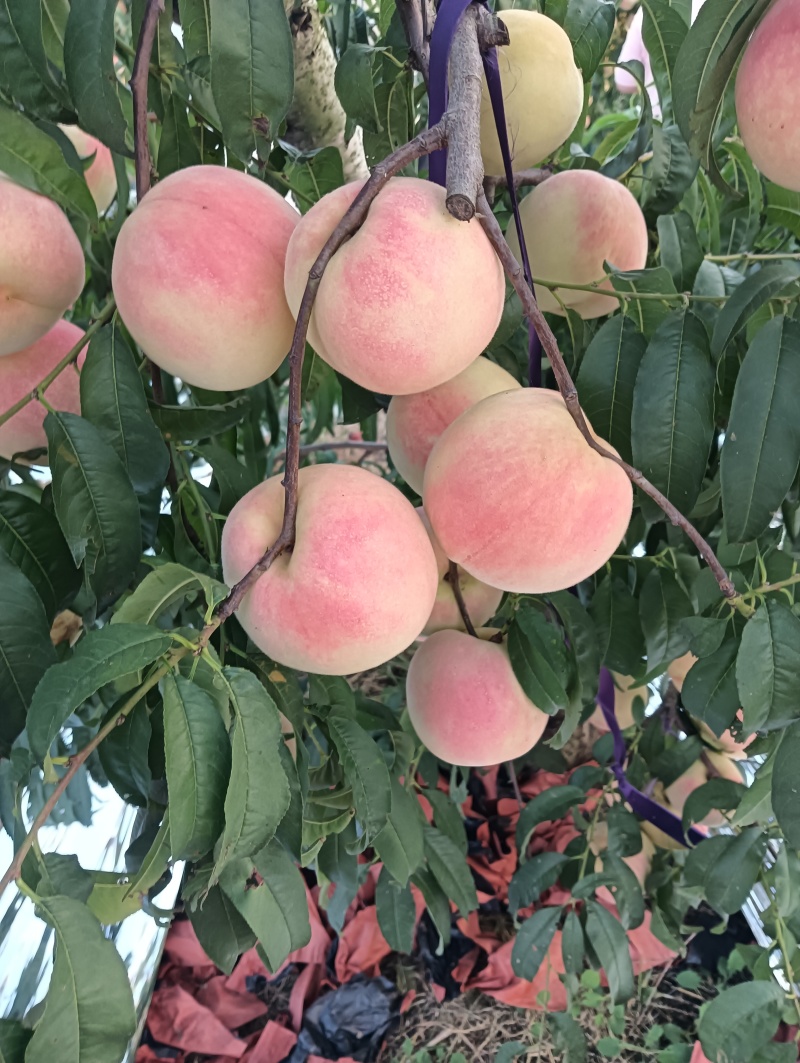 金秋红蜜