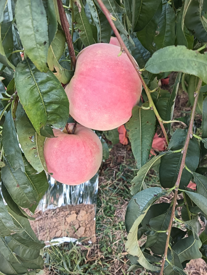 金秋红蜜
