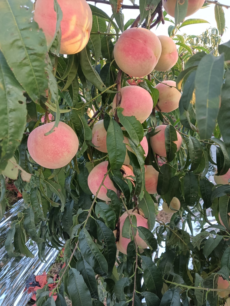 金秋红蜜