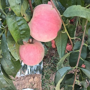 金秋红蜜