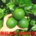 一件代发泰国品种无籽青柠檬薄皮多汁青柠