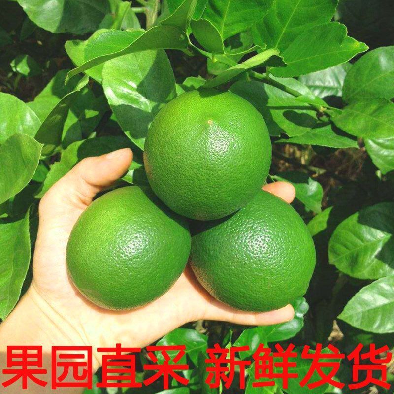 一件代发泰国品种无籽青柠檬薄皮多汁青柠