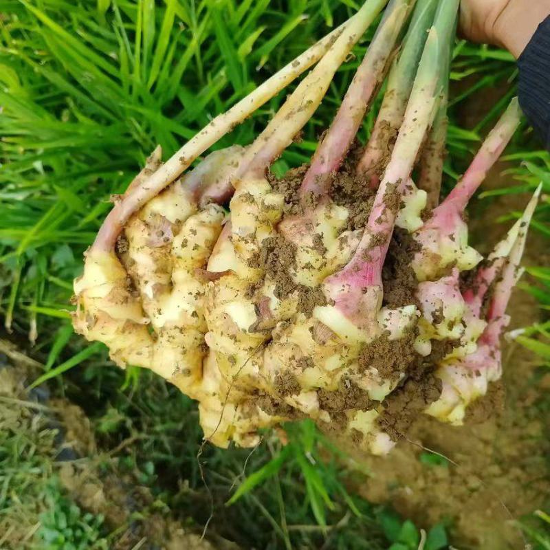 贵州省黔西南州布依族苗族自治州贞丰县二黄姜