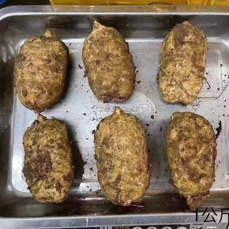 精选昭通小草坝新鲜天麻
