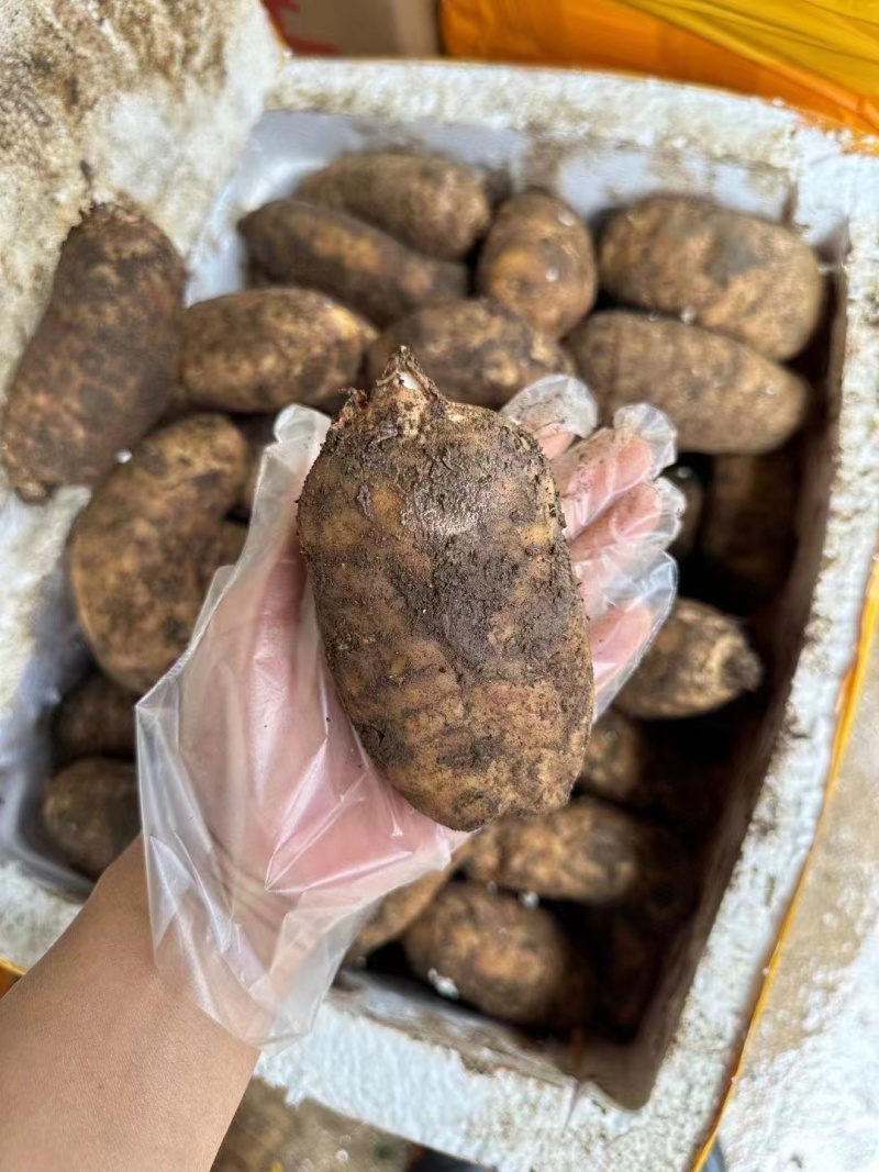 精选昭通小草坝新鲜天麻