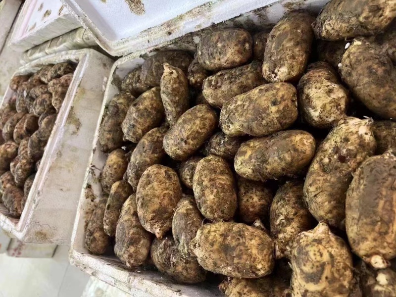 精选昭通小草坝新鲜天麻