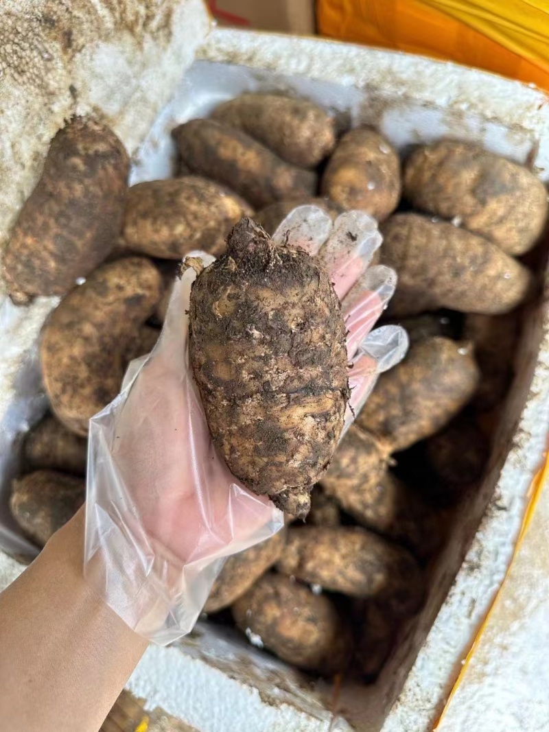 精选昭通小草坝新鲜天麻