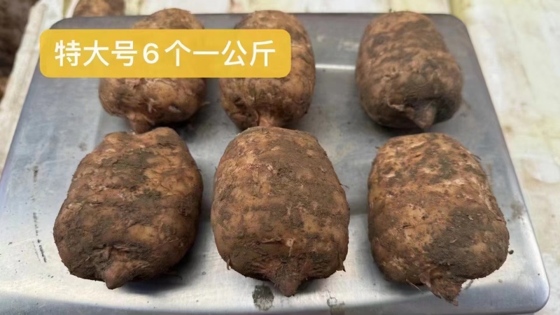 精选昭通小草坝新鲜天麻