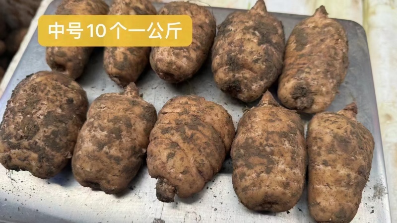 精选昭通小草坝新鲜天麻