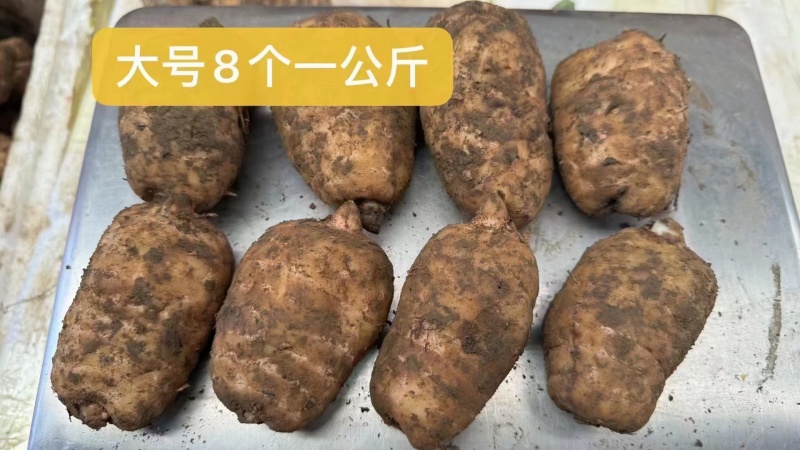 精选昭通小草坝新鲜天麻