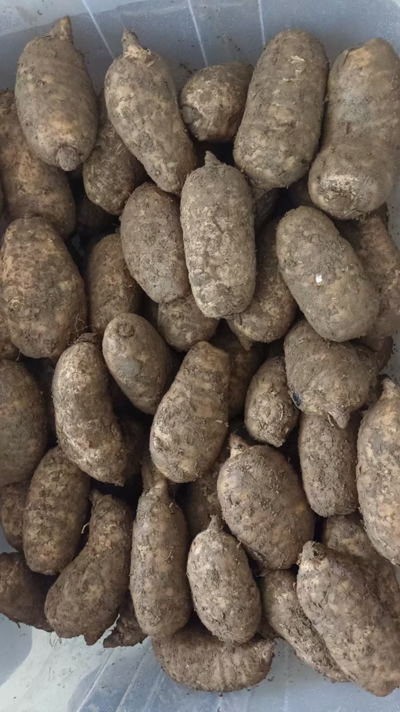 精选昭通小草坝新鲜天麻