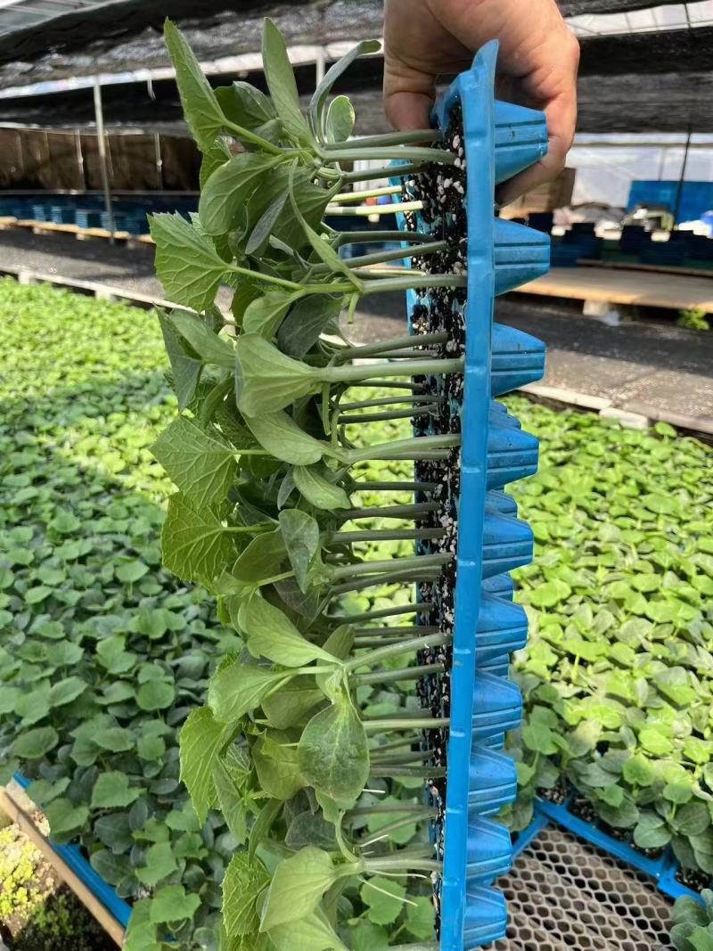博金186保证品质成活率高提供技术指导