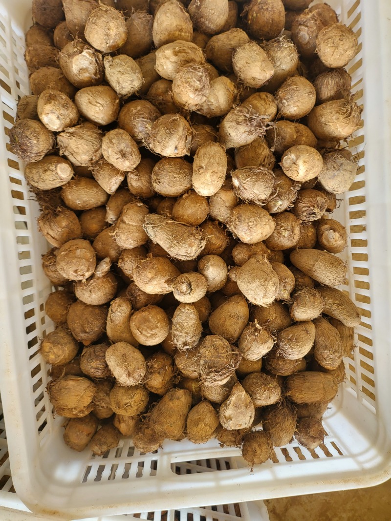毛玉头