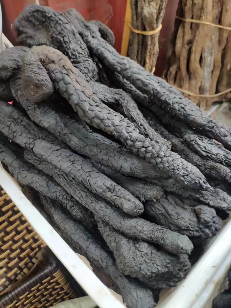 野生肉苁蓉