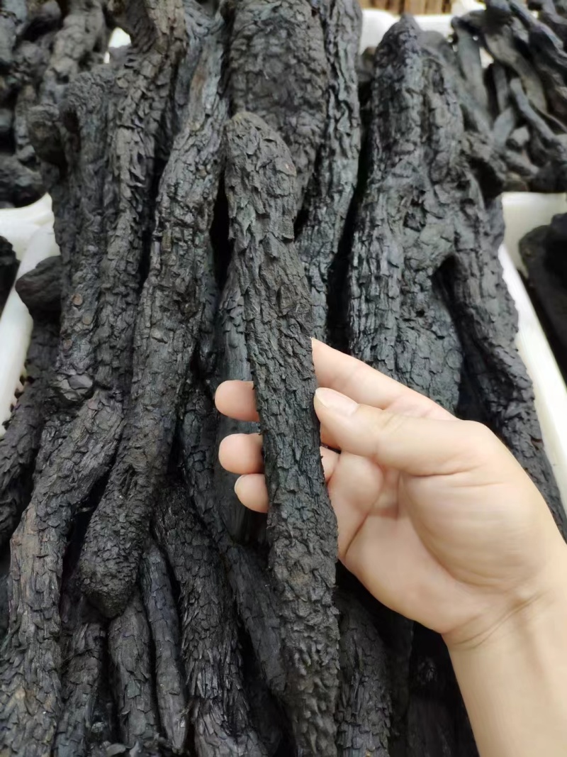 野生肉苁蓉