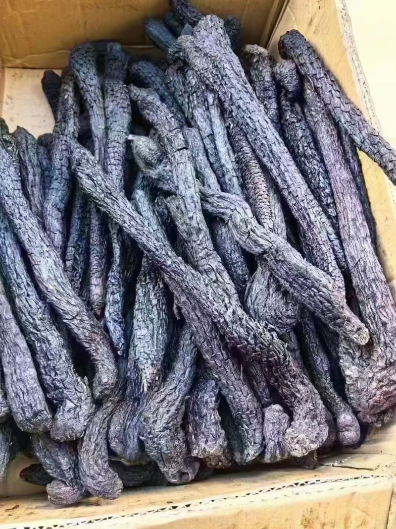 野生肉苁蓉