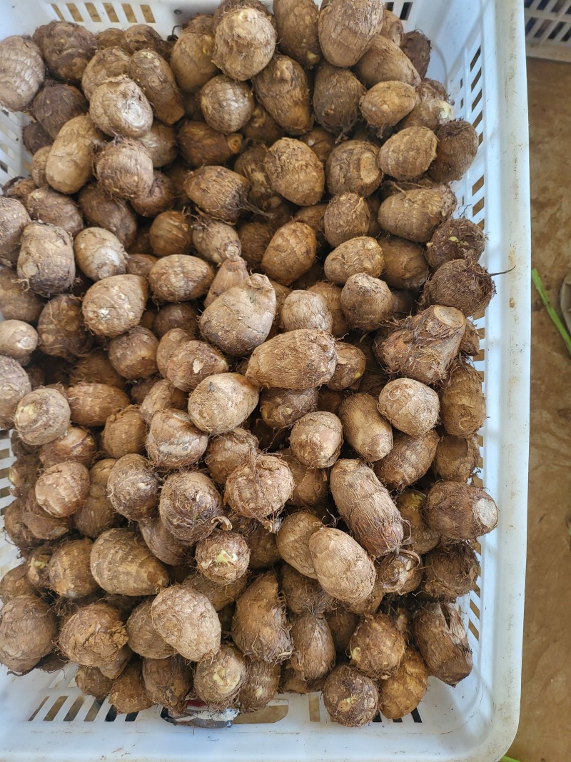 毛玉头