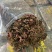 精品无碎金线莲