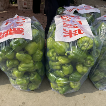 《推荐》精品圆椒河北邯郸量大价优