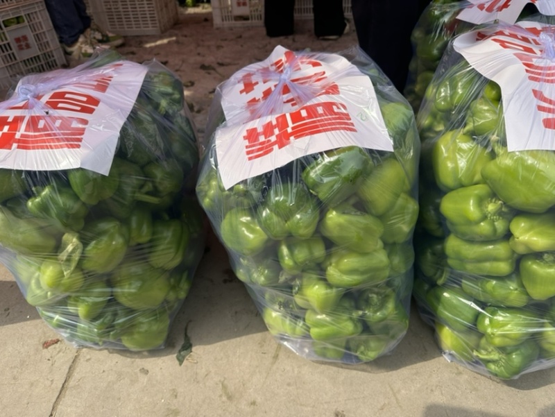 《推荐》精品圆椒河北邯郸量大价优