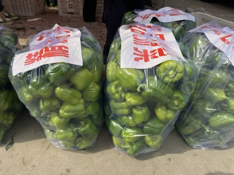 《推荐》精品圆椒河北邯郸量大价优